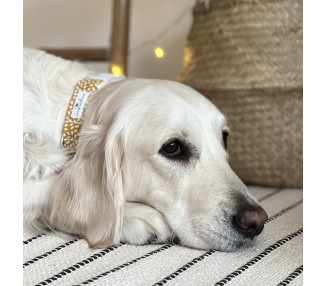 collar-gotas-mostaza