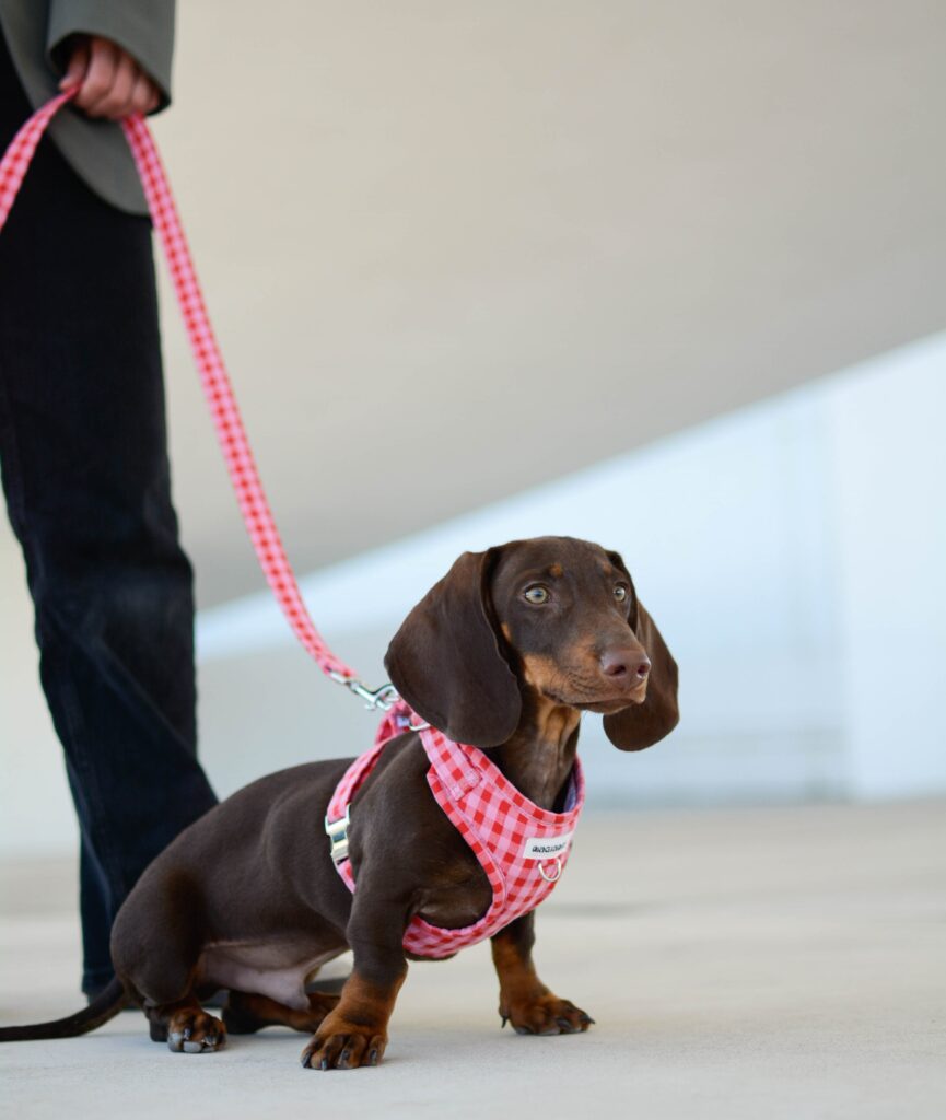 accesorios para mascotas