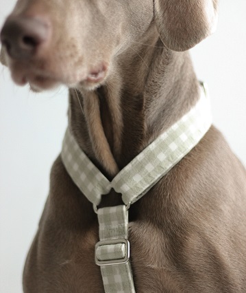 accesorios para mascotas